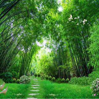 Bamboo tree wallpaper