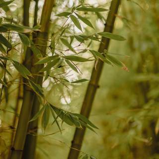 Bamboo tree wallpaper