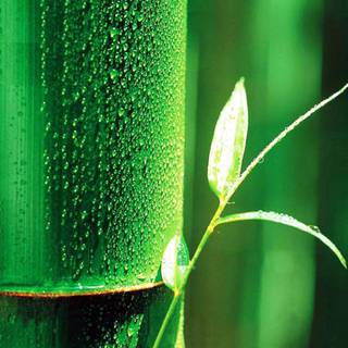 Bamboo tree wallpaper