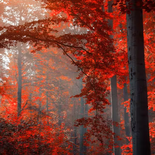 Aesthetic forest red wallpaper