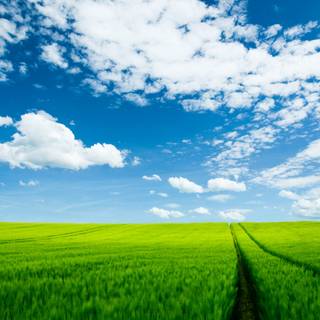 Summer field wallpaper