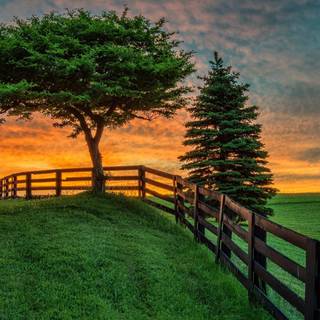 Summer field wallpaper