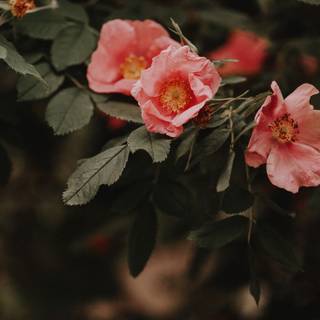 Moody summer wallpaper