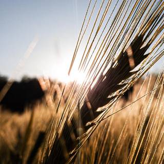 Moody summer wallpaper