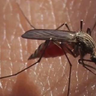 Aedes vexans wallpaper