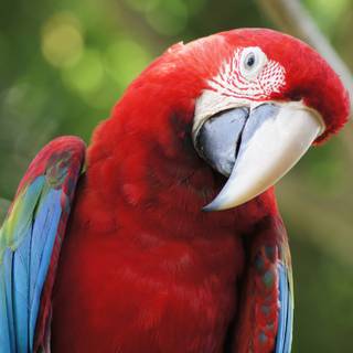 Red parrot wallpaper
