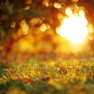 Nature bokeh wallpaper