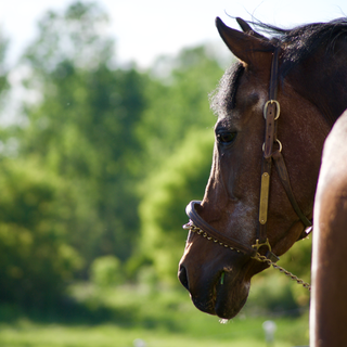 Morgan horse wallpaper