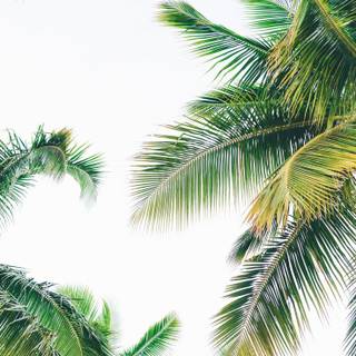 iPad Air summer wallpaper