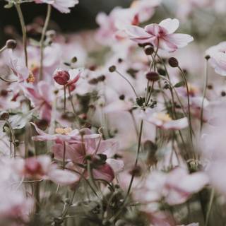 iPhone SE spring season wallpaper