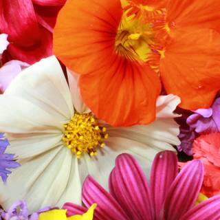 iPhone 11 spring season wallpaper