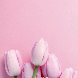iPhone 11 spring season wallpaper