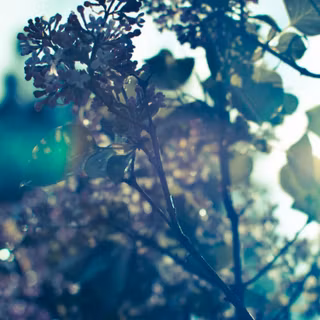 Spring iPhone SE wallpaper