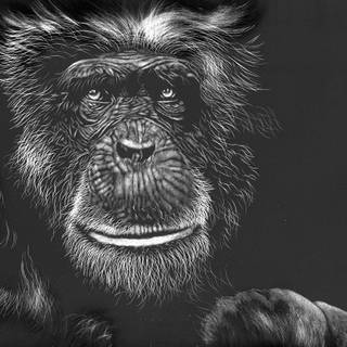 Monkey face wallpaper