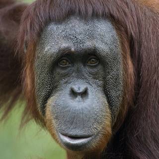 Monkey face wallpaper