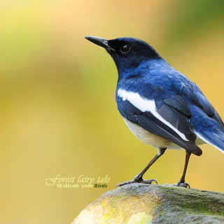 Animals and birds wallpaper