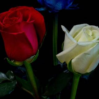 Blue and red rose wallpaper