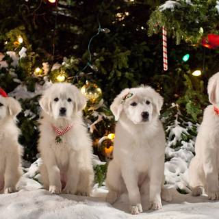 Santa Paws 2: The Santa Pups wallpaper