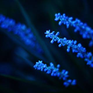 Dark blue laptop wallpaper