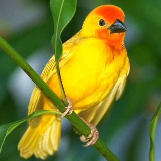 Yellow birds wallpaper