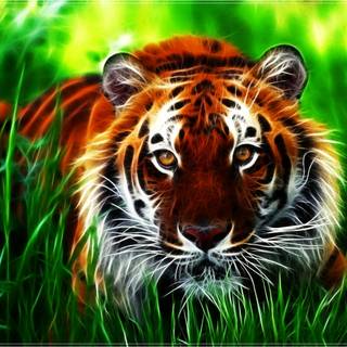 Tiger PC wallpaper