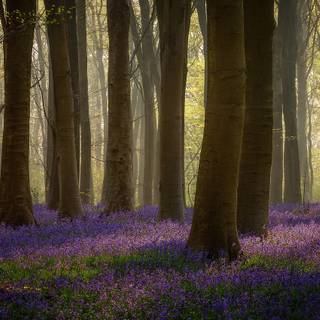 Spring purple trees wallpaper