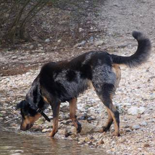 Beauceron dog wallpaper