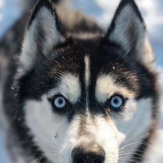 Eskimo dog wallpaper