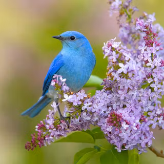 Lovely birds and flowers wallpaper