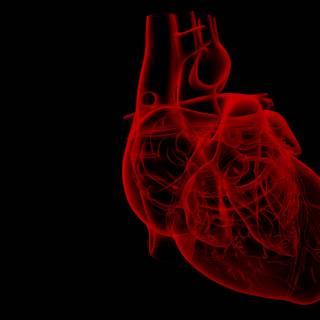 Anatomical heart wallpaper