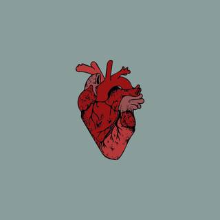 Anatomical heart wallpaper