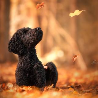 Poodle dogs wallpaper