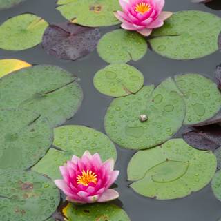 Lotus pond wallpaper