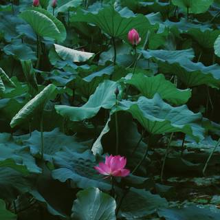 Lotus pond wallpaper