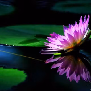 Lotus pond wallpaper
