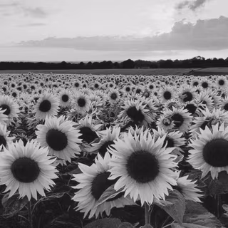 White sunflower wallpaper