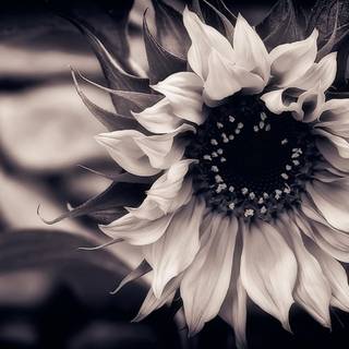 White sunflower wallpaper