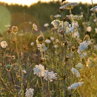 Meadow computer wallpaper