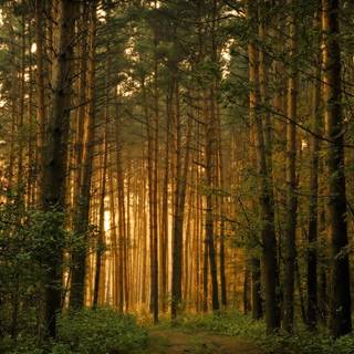 Pine forest desktop wallpaper