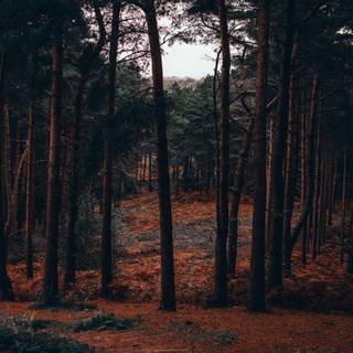 Pine forest desktop wallpaper