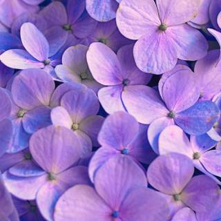 Green purple iPhone wallpaper