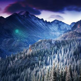 Snowy woods wallpaper