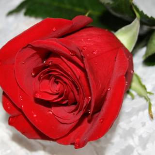 Beautiful red rose wallpaper