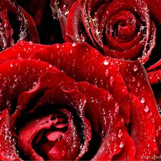 Beautiful red rose wallpaper