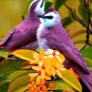 Little bird and flowers wallpaper