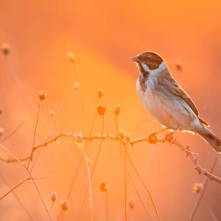 Little bird and flowers wallpaper