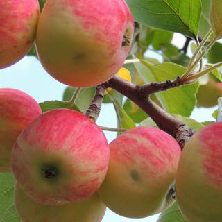 Apples trees desktop wallpaper