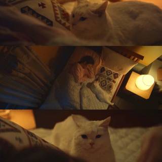 Meow The Secret Boy wallpaper