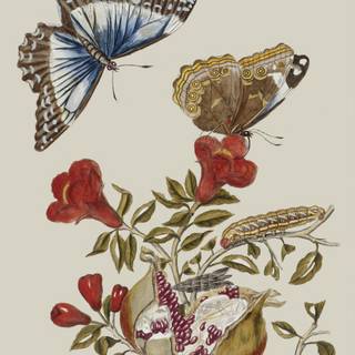 Butterfly drawing wallpaper