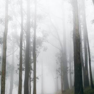 Foggy woods wallpaper